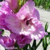 ruzovy mecik gladiolus magenta princess 3