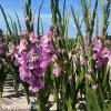 ruzovy mecik gladiolus magenta princess 4