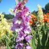 ruzovy mecik gladiolus magenta princess 5