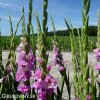 ruzovy mecik gladiolus magenta princess 6