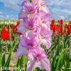 ruzovy mecik gladiolus magenta princess 1