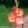lososovy mecik gladiolus mango muse 2