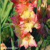 lososovy mecik gladiolus mango muse 5