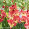 lososovy mecik gladiolus mango muse 1