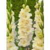 Gladiol Sweet Crystal 01