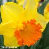 narcis early flame 3