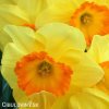 narcis early flame 1