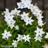 Ipheion - Jarná hviezda biela