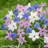 ipheion jarni hvezda mix smes barev 3