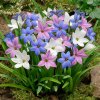 Ipheion - Jarná hviezda mix