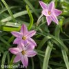 ipheion ruzovy 2