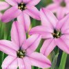 ipheion ruzovy 5