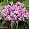ipheion ruzovy 1