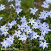 ipheion uniflorum jarni hvezda bilo modra 2