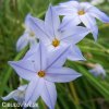ipheion uniflorum jarni hvezda bilo modra 3