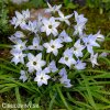 ipheion uniflorum jarni hvezda bilo modra 4