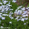 ipheion uniflorum jarni hvezda bilo modra 5