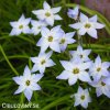 ipheion uniflorum jarni hvezda bilo modra 1