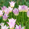 biloruzovy tulipan elegant lady 2