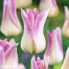biloruzovy tulipan elegant lady 3