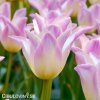 biloruzovy tulipan elegant lady 5