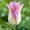 biloruzovy tulipan elegant lady 1