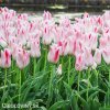 ruzovobily tulipan holland chic 2