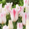 Tulipán ľaliový - Holland Chic