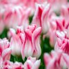 ruzovobily tulipan holland chic 4