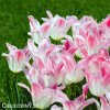 ruzovobily tulipan holland chic 5