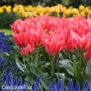 cerveny vicekvety tulipan toronto 2
