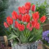 Tulipán mnohokvetý - Toronto