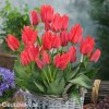 cerveny vicekvety tulipan toronto 3