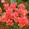 Tulipán mnohokvetý - Toronto