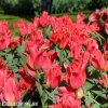 cerveny vicekvety tulipan toronto 4