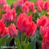cerveny vicekvety tulipan toronto 5