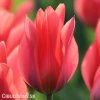cerveny vicekvety tulipan toronto 1