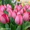 ruzovy tulipan pink sound 2