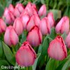 ruzovy tulipan pink sound 3