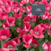ruzovy tulipan pink sound 4