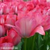 ruzovy tulipan pink sound 5