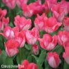 ruzovy tulipan pink sound 6