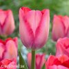 ruzovy tulipan pink sound 1
