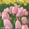 ruzovy tulipan salmon van eijk 3