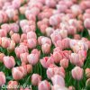 ruzovy tulipan salmon van eijk 4