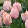 ruzovy tulipan salmon van eijk 5