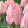 ruzovy tulipan salmon van eijk 1