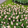 ruzovy tulipan salmon van eijk 2