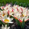 cervenobily tulipan the first 2