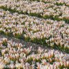 cervenobily tulipan the first 3